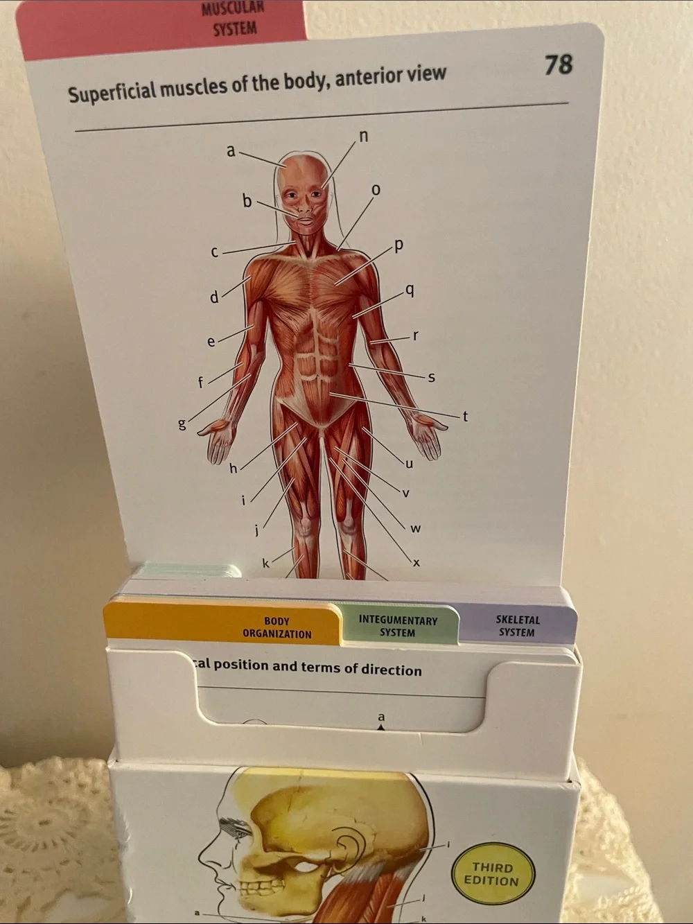 Kaplan Anatomy Flashcards - navy, white, yellow, red, tan